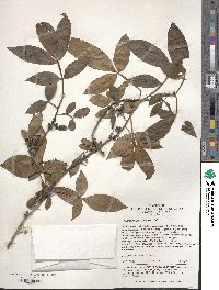 Zanthoxylum armatum image