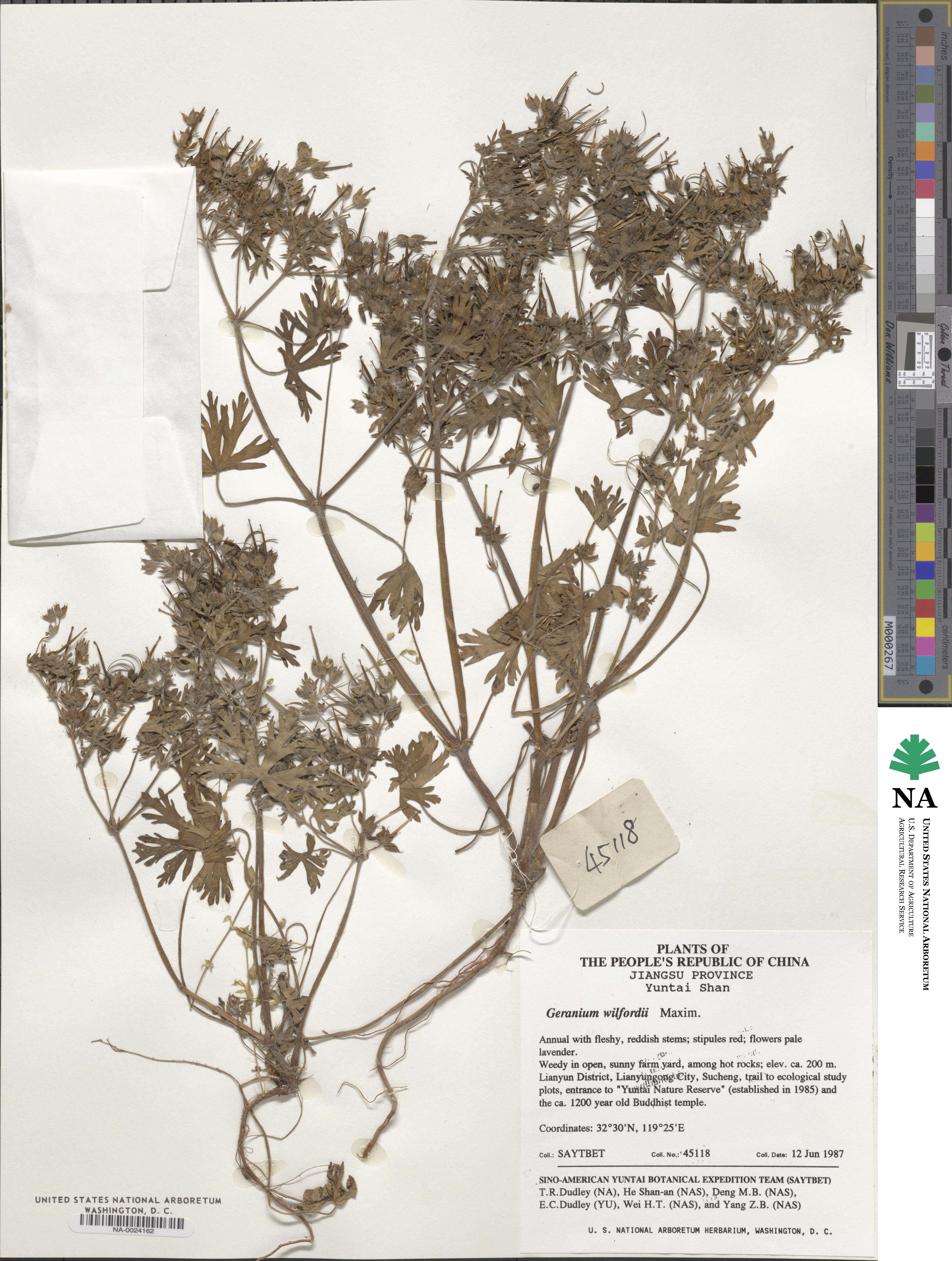 Geranium wilfordii image