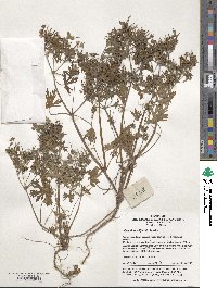 Geranium wilfordii image