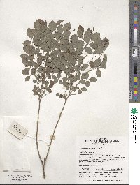 Lespedeza buergeri image