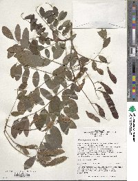 Robinia pseudoacacia image