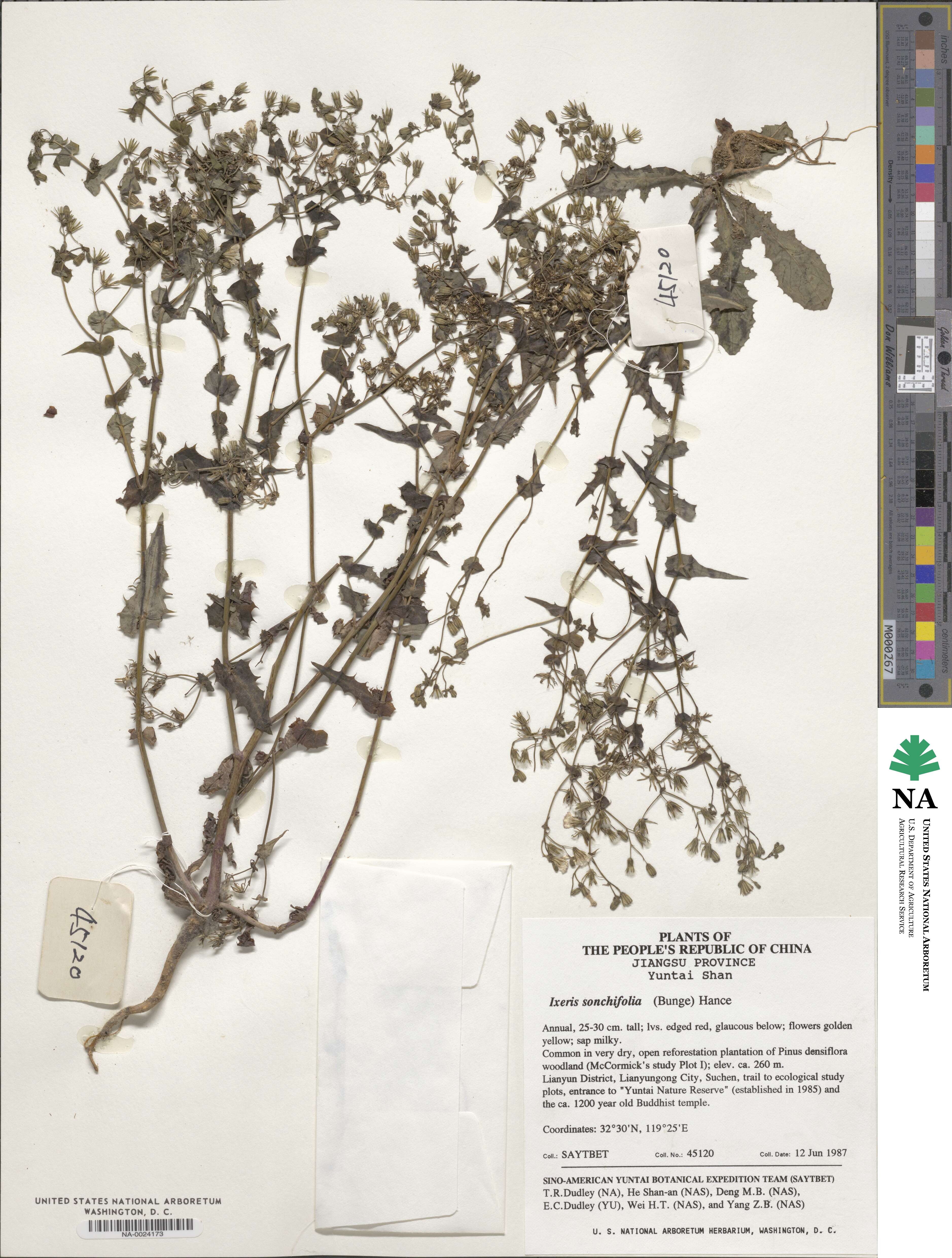 Crepidiastrum sonchifolium subsp. sonchifolium image