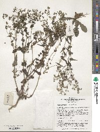 Crepidiastrum sonchifolium image