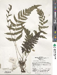 Image of Deparia japonica