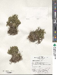 Selaginella tamariscina image