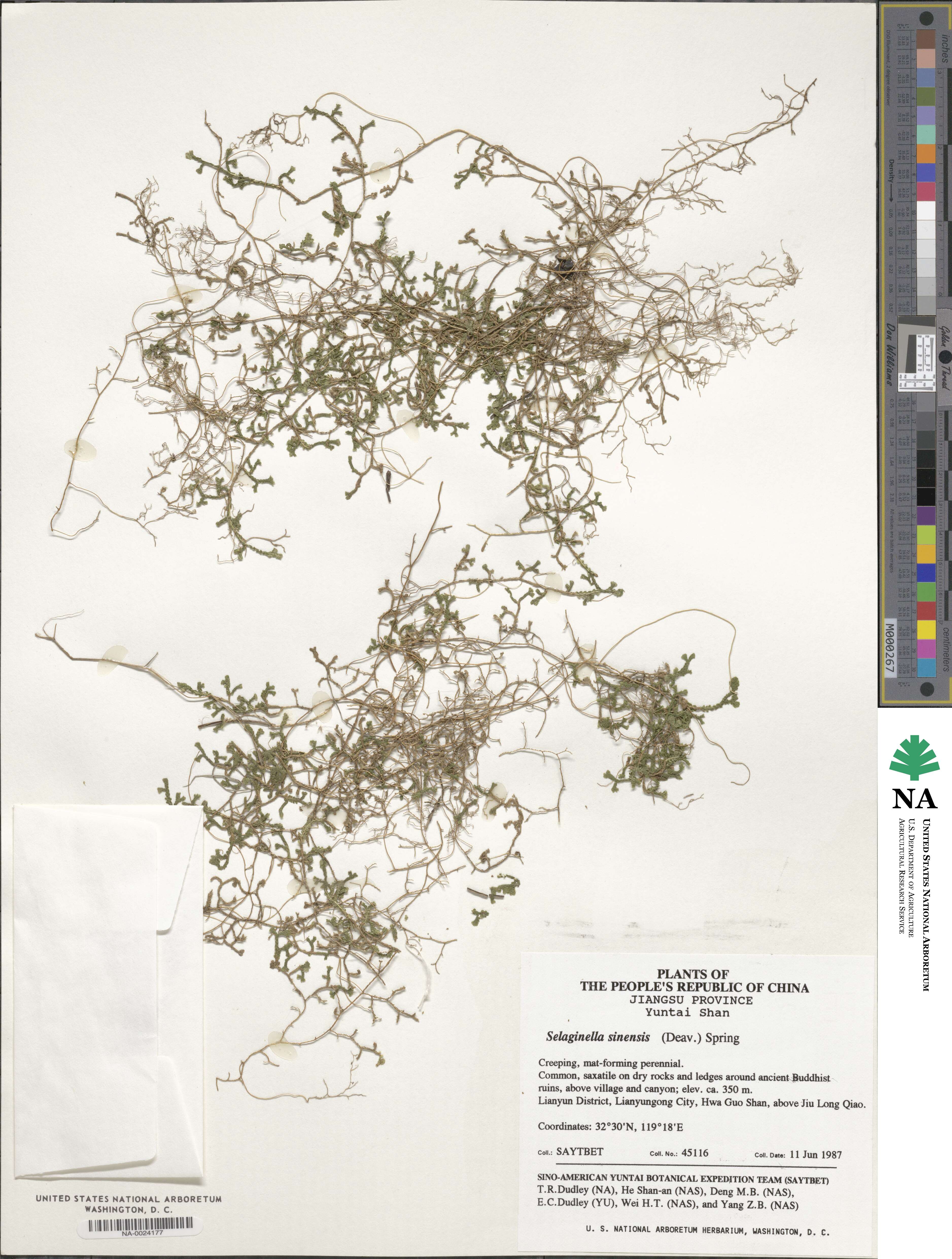 Selaginella sinensis image