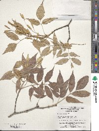 Fraxinus longicuspis image