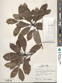 Machilus thunbergii image