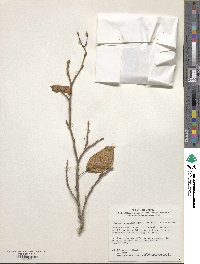 Neoshirakia japonica image