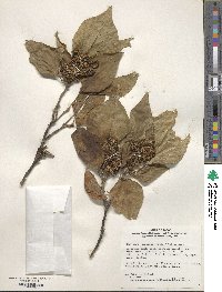 Mallotus japonicus image