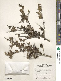 Ilex crenata image