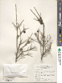 Ilex crenata image