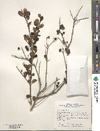 Ilex crenata image