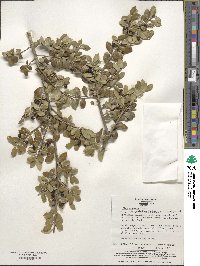 Ilex crenata image