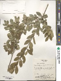 Ilex crenata image