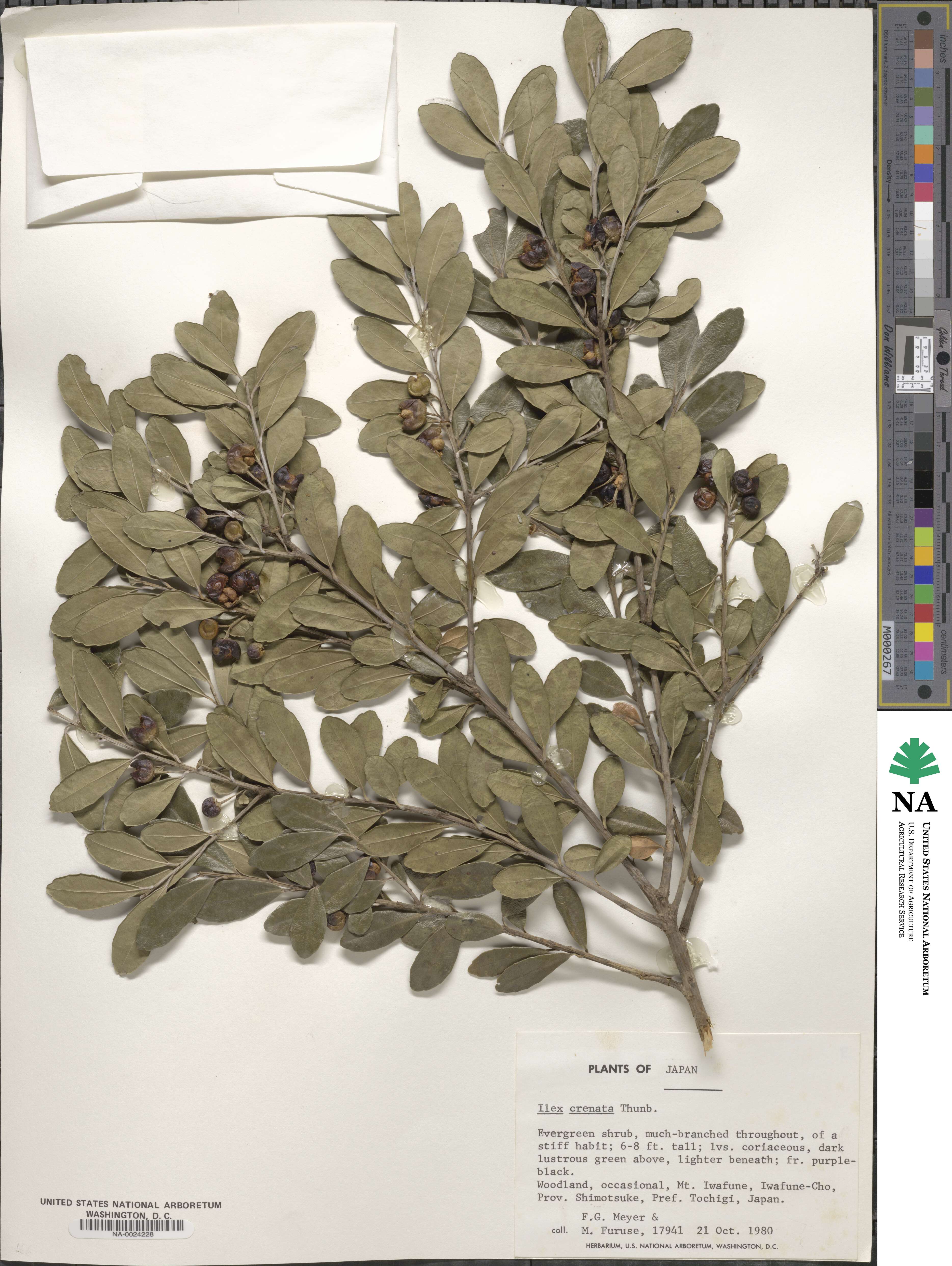 Ilex crenata image