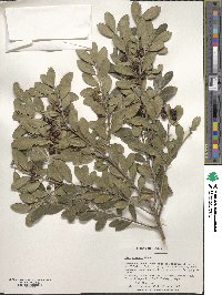 Ilex crenata image