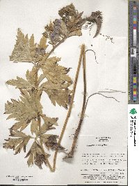 Aconitum sachalinense image