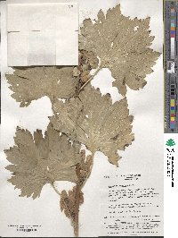 Aconitum sachalinense subsp. yezoense image