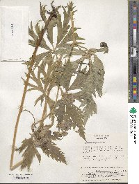 Aconitum sachalinense subsp. yezoense image