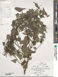 Boehmeria spicata image