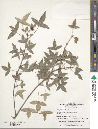 Acer pilosum image