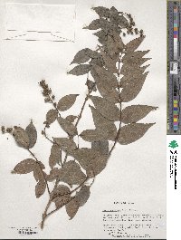 Deutzia crenata image