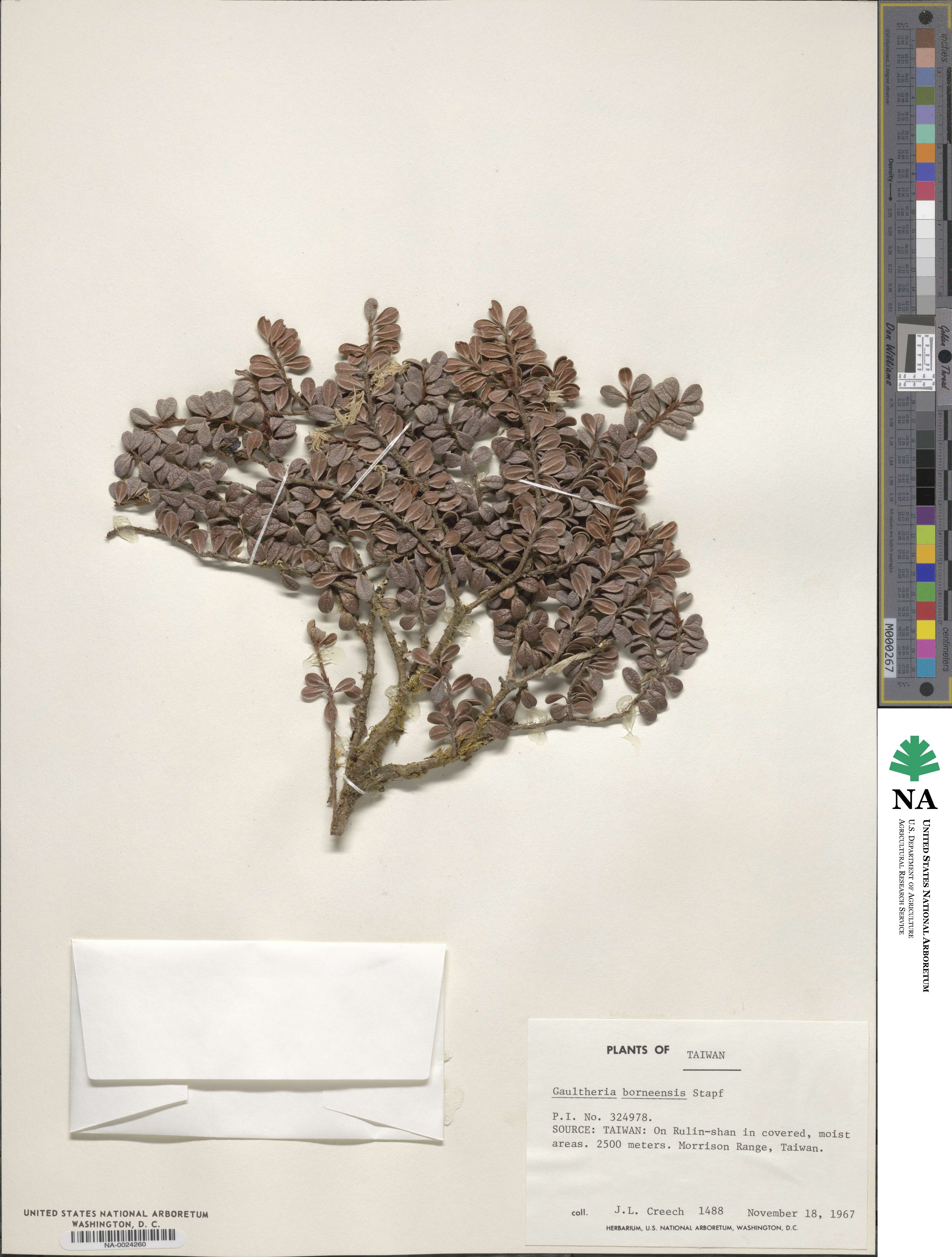 Gaultheria borneensis image