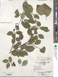 Cotoneaster hebephyllus image