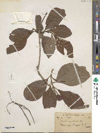 Wendlandia exserta image