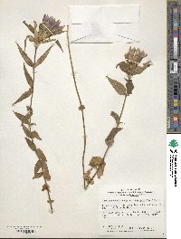 Gentiana scabra var. buergeri image