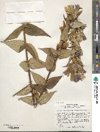 Gentiana scabra var. buergeri image