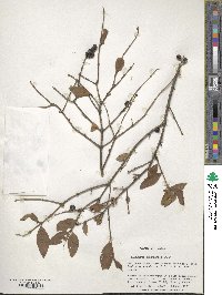 Image of Ligustrum tschonoskii