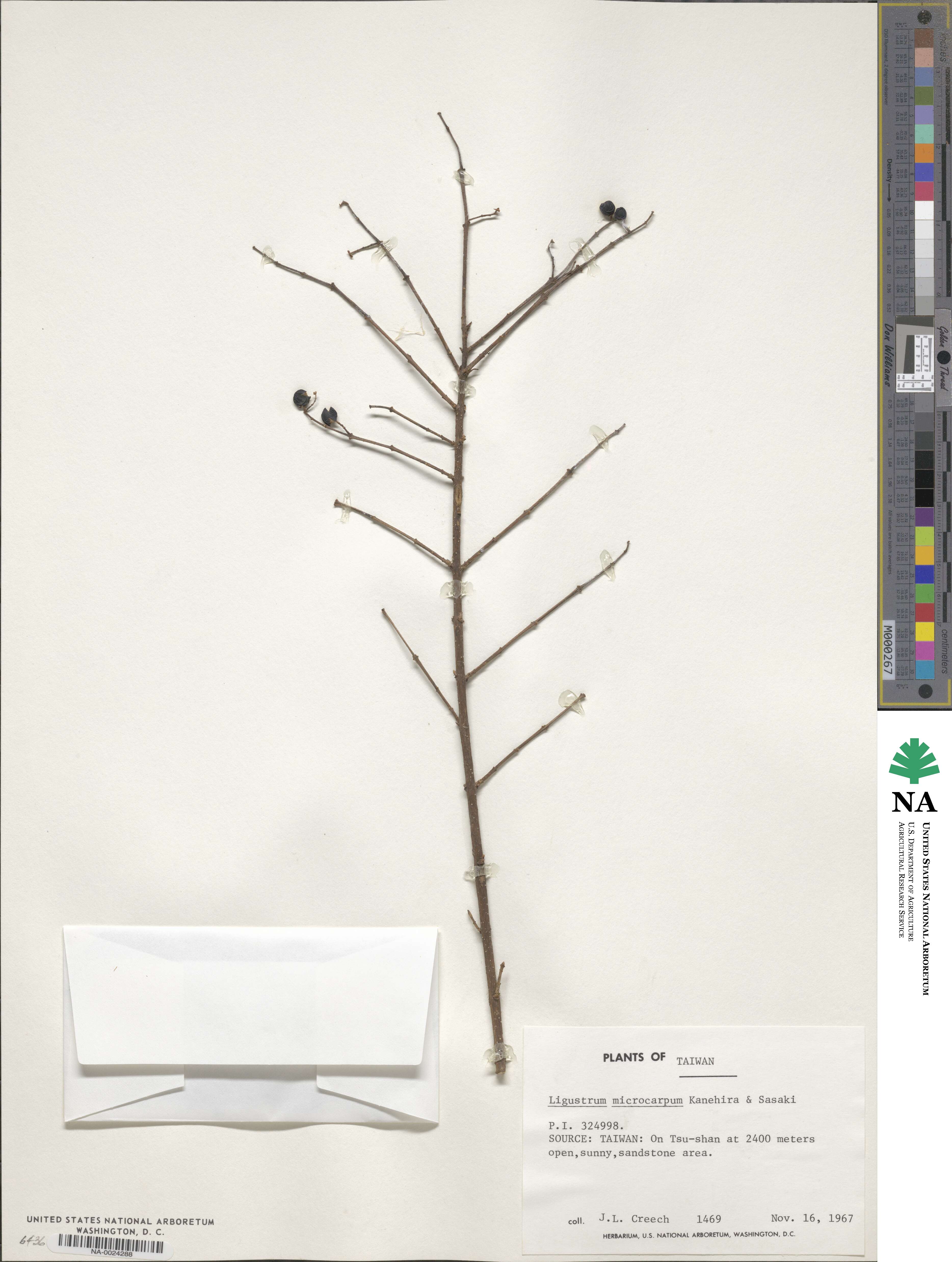 Ligustrum sinense var. sinense image