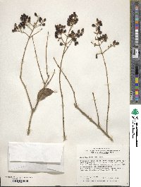 Ligustrum japonicum image