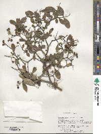 Ligustrum ibota image