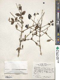 Ligustrum ibota image