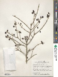 Ligustrum ibota image