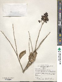 Ligustrum japonicum image