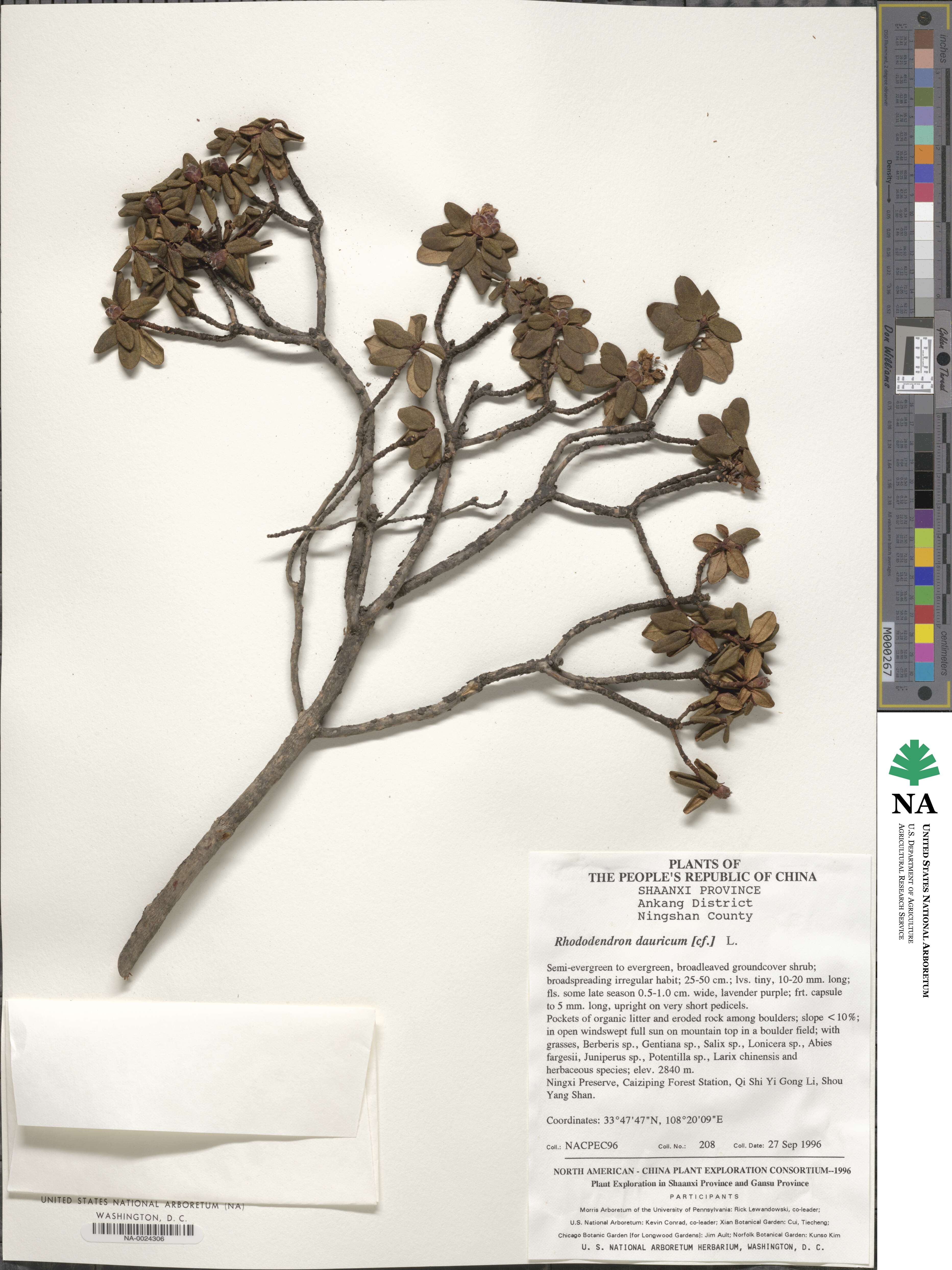 Rhododendron sichotense image