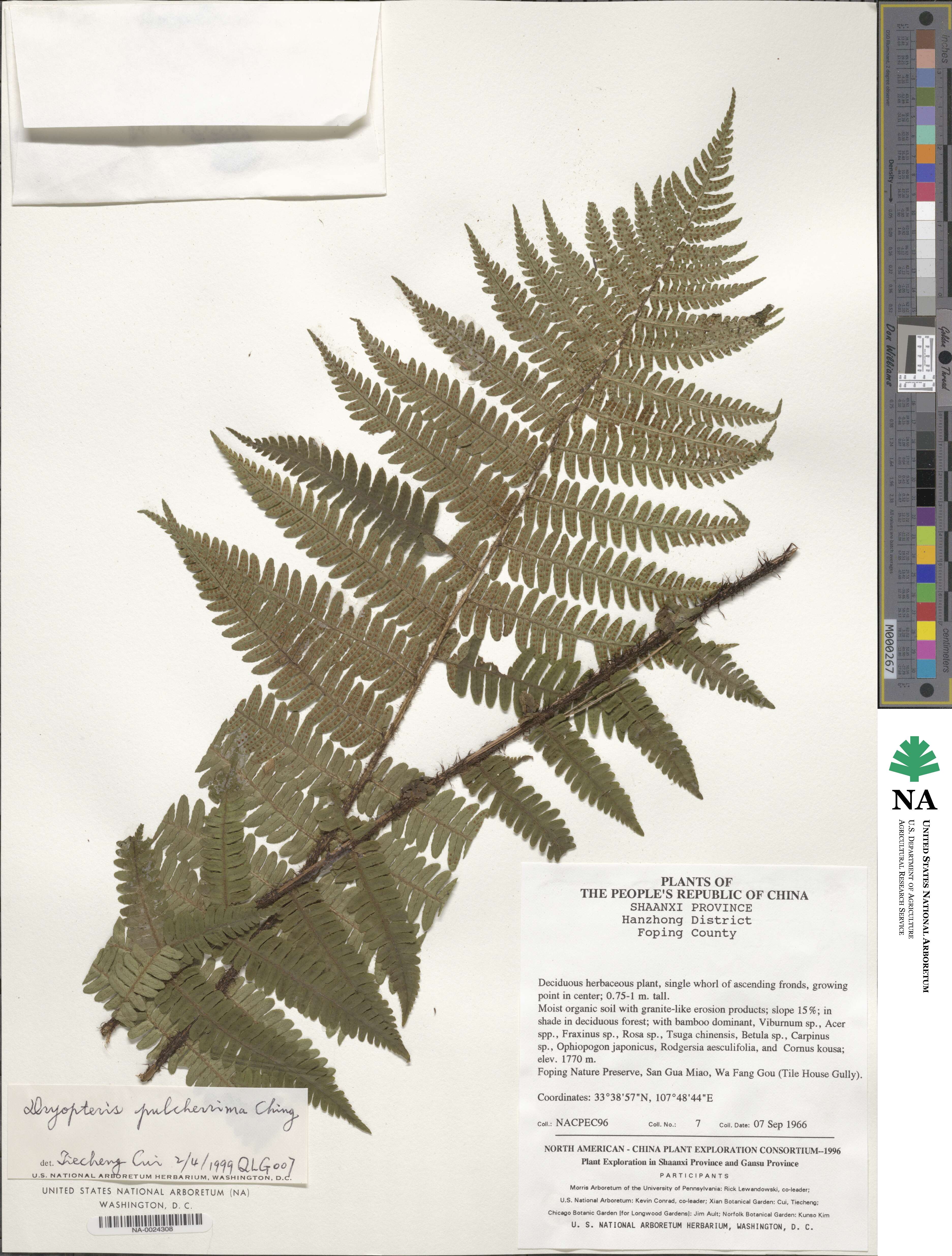 Dryopteris xanthomelas image