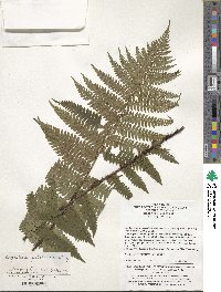 Dryopteris xanthomelas image