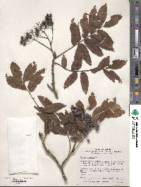 Sorbus commixta image