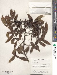 Sorbus commixta image