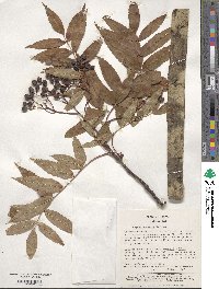 Sorbus commixta image