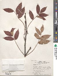 Sorbus commixta image