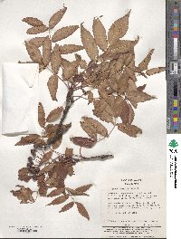 Sorbus commixta image