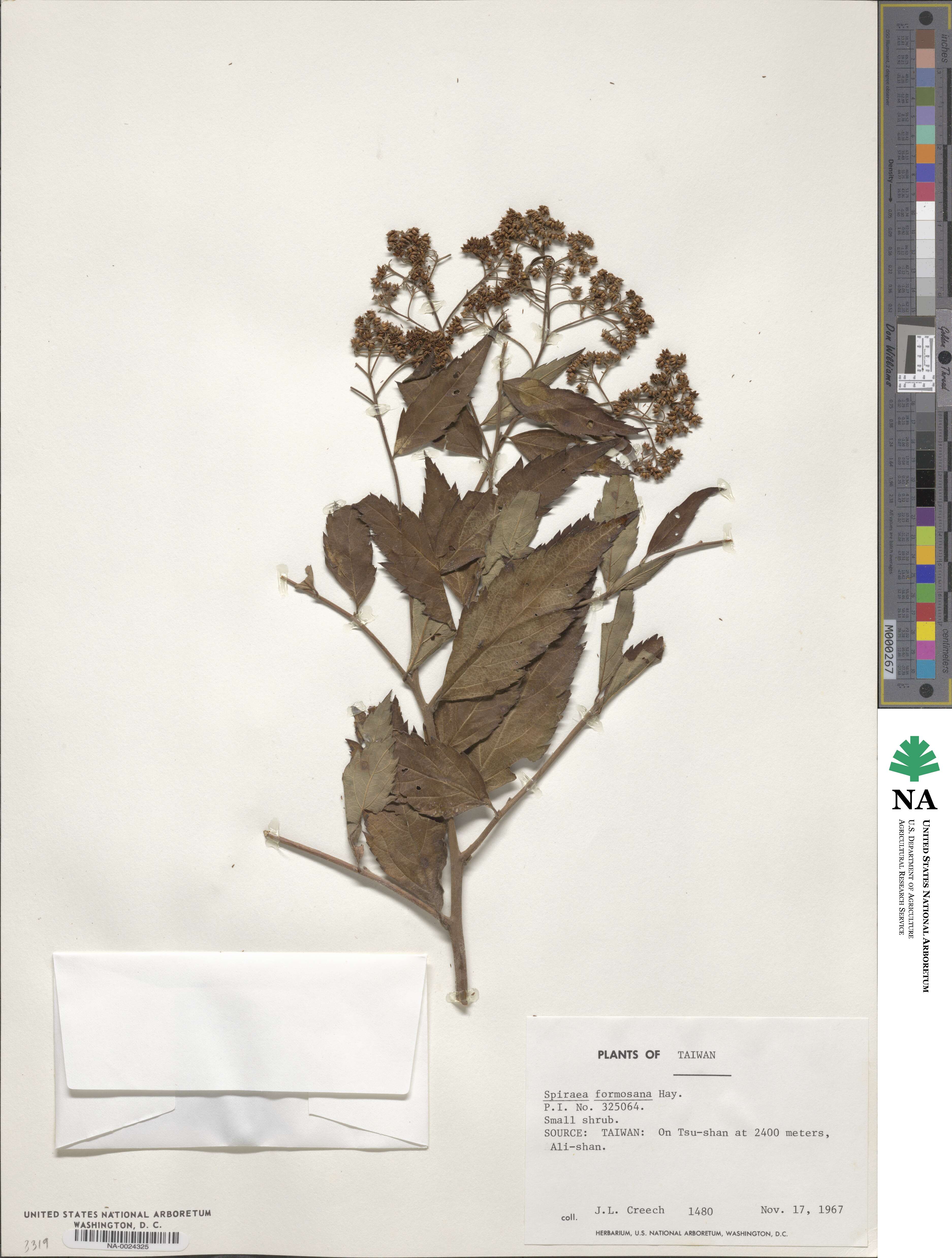 Spiraea formosana image