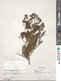 Spiraea formosana image