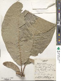 Magnolia obovata image